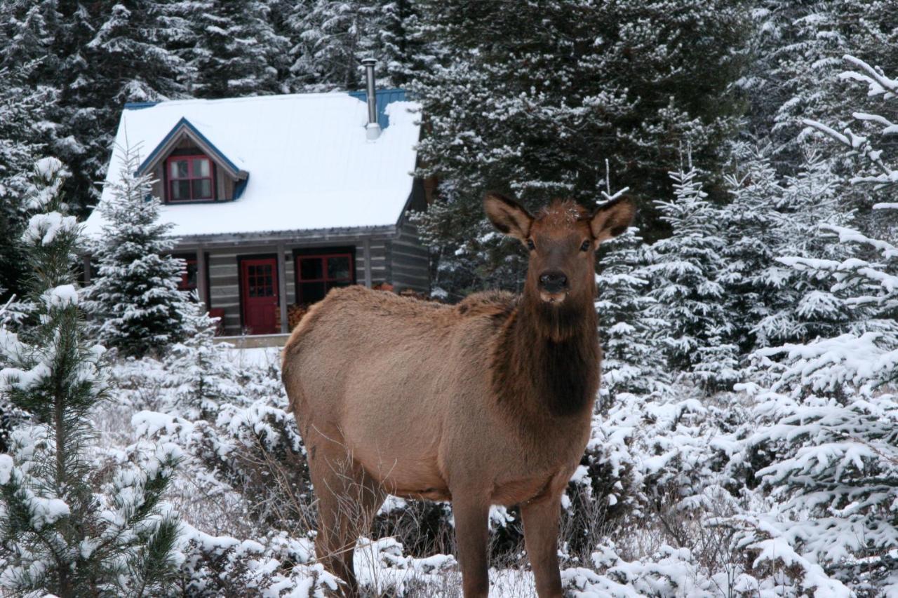 Nipika Mountain Resort Radium Hot Springs Exterior foto